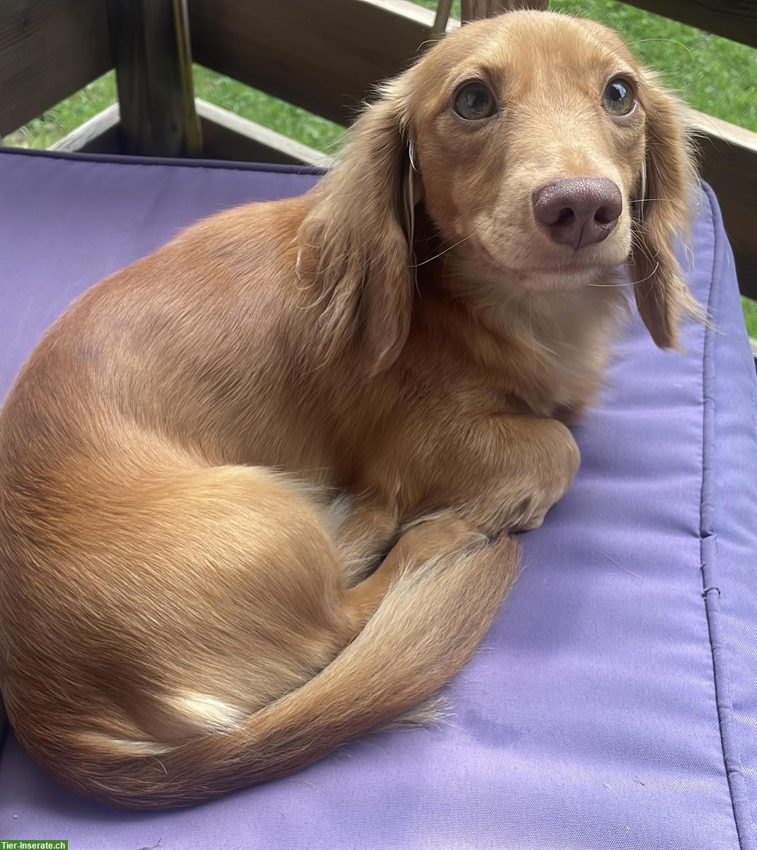 Bild 7: Amerikanische Zwergdackel Welpen suchen passende Zuhause