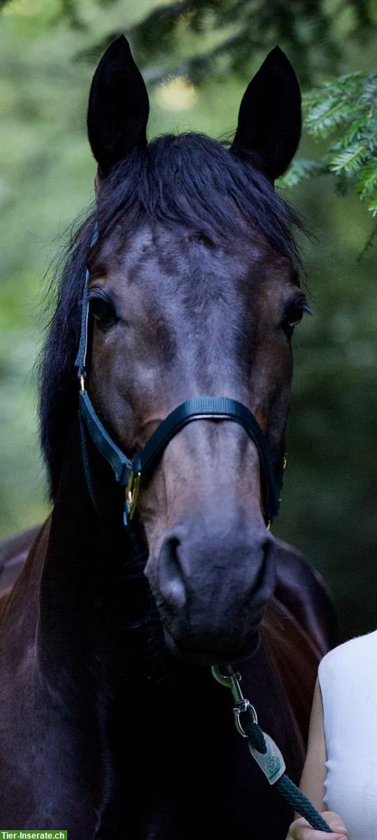 Reitbeteiligung auf CH-Warmblut Wallach nähe Gäu/Langenthal/Oftringen