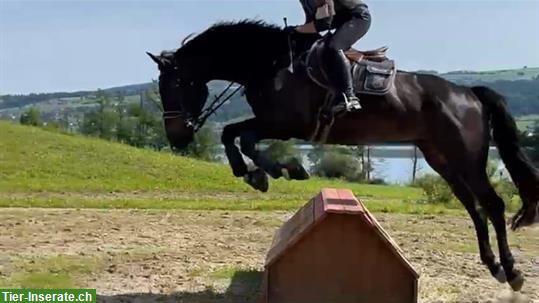 Bild 2: Reitbeteiligung auf CH-Warmblut Wallach nähe Gäu/Langenthal/Oftringen
