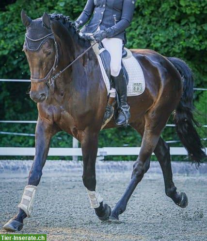 Bild 3: Reitbeteiligung auf CH-Warmblut Wallach nähe Gäu/Langenthal/Oftringen