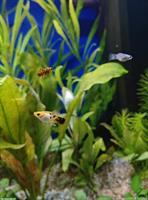 Junge Platy-Fische abzugeben