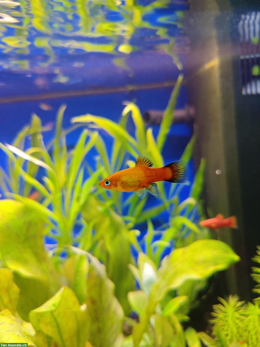 Bild 2: Junge Platy-Fische abzugeben