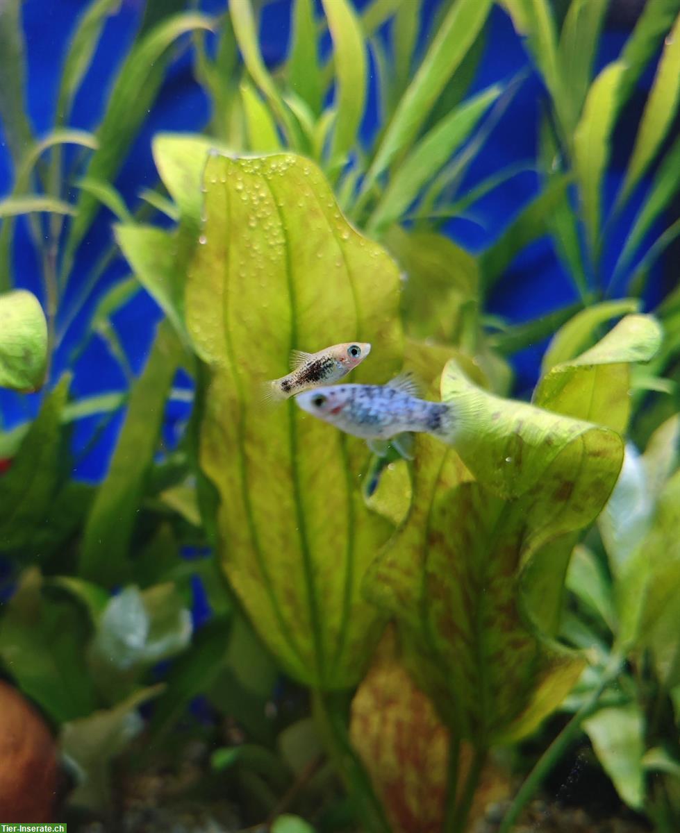 Bild 3: Junge Platy-Fische abzugeben