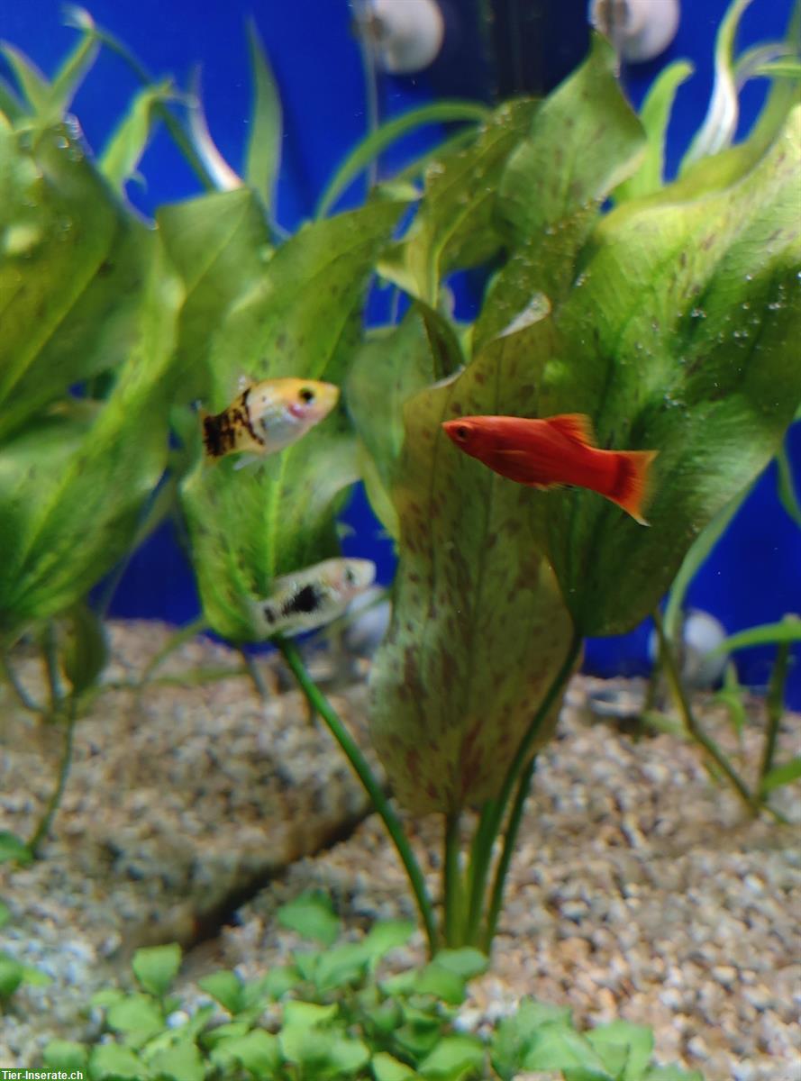 Bild 4: Junge Platy-Fische abzugeben