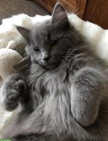 Türkisch Angora Kitten (2 Weibchen) suchen ein neues Zuhause