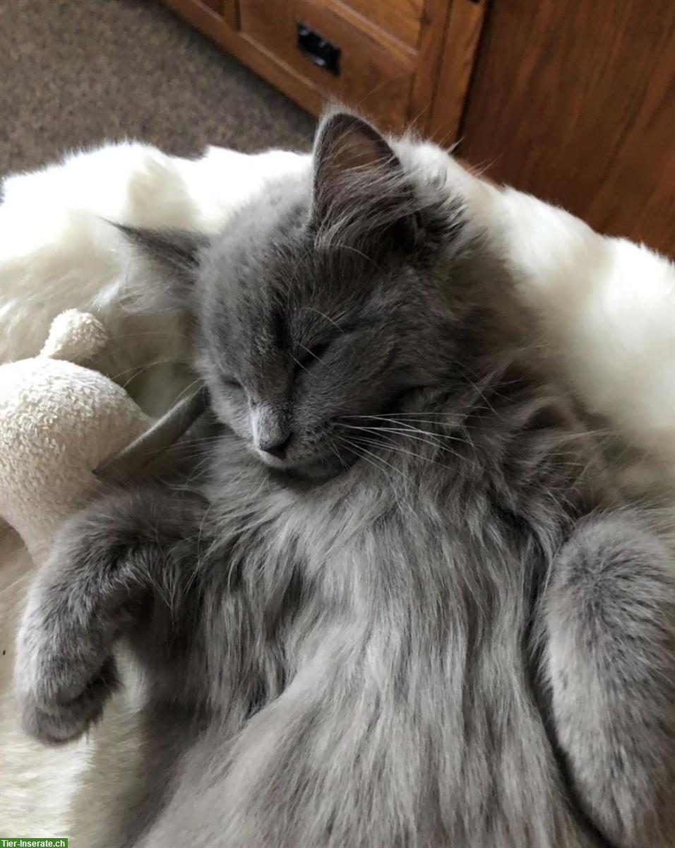 Bild 2: Türkisch Angora Kitten (2 Weibchen) suchen ein neues Zuhause