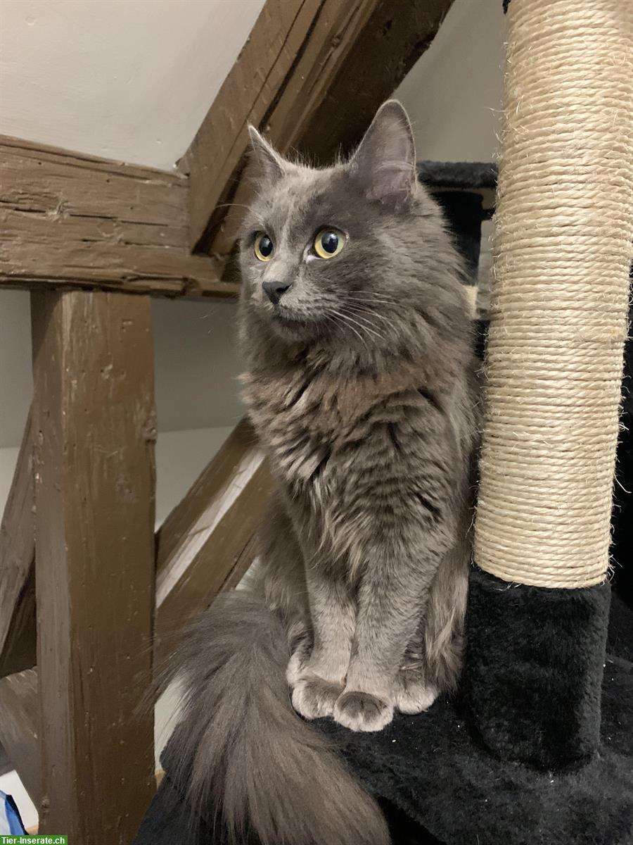 Bild 3: Türkisch Angora Kitten (2 Weibchen) suchen ein neues Zuhause