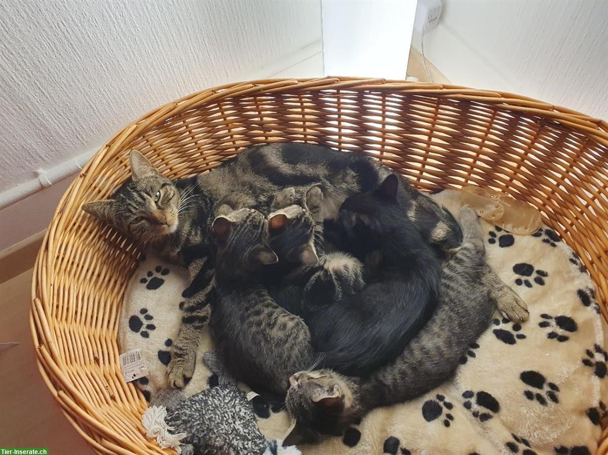 2 Bengal Schwestern suchen ein liebes Zuhause