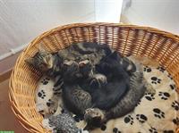 2 Bengal Schwestern suchen ein liebes Zuhause
