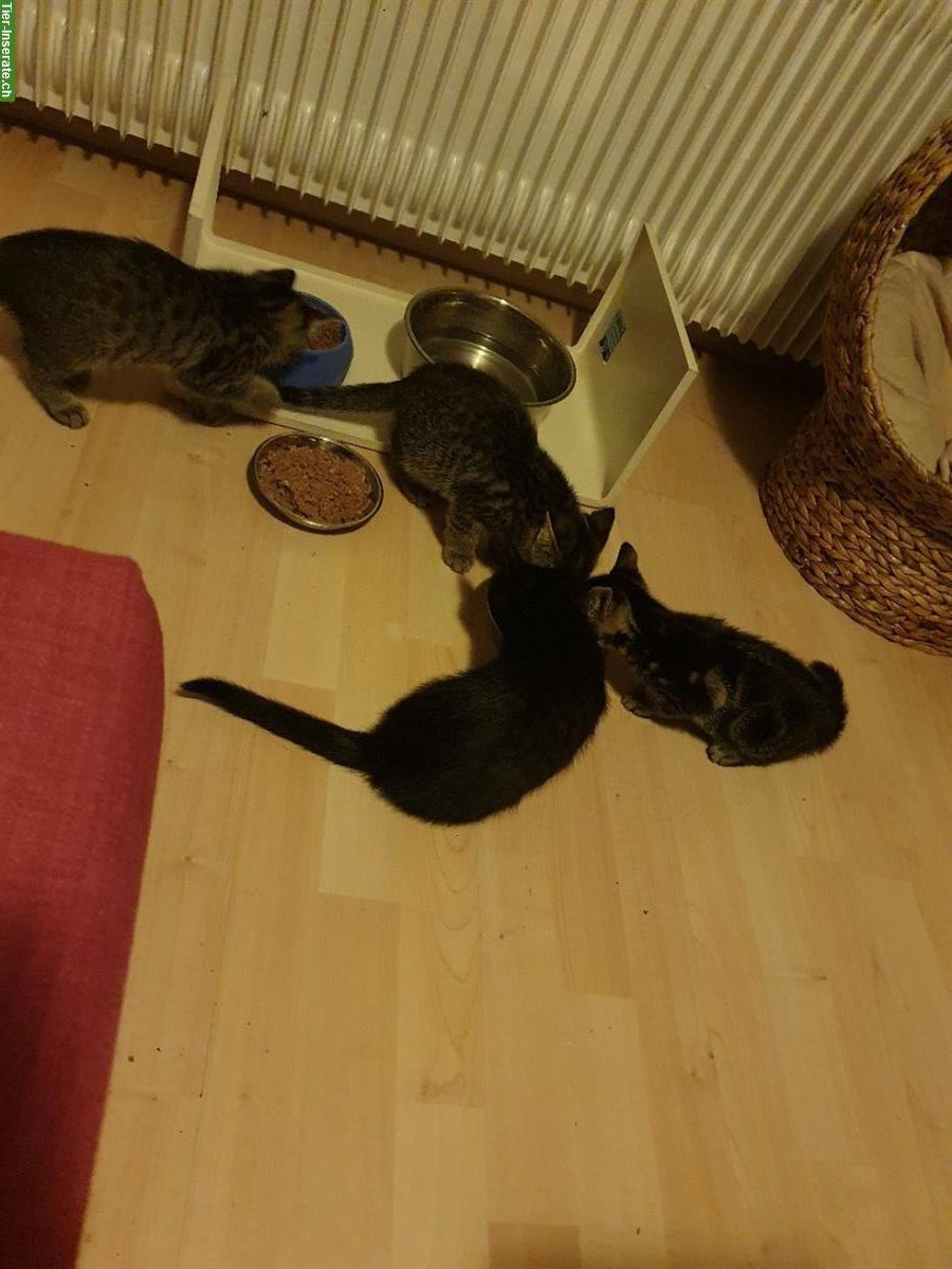Bild 2: 2 Bengal Schwestern suchen ein liebes Zuhause