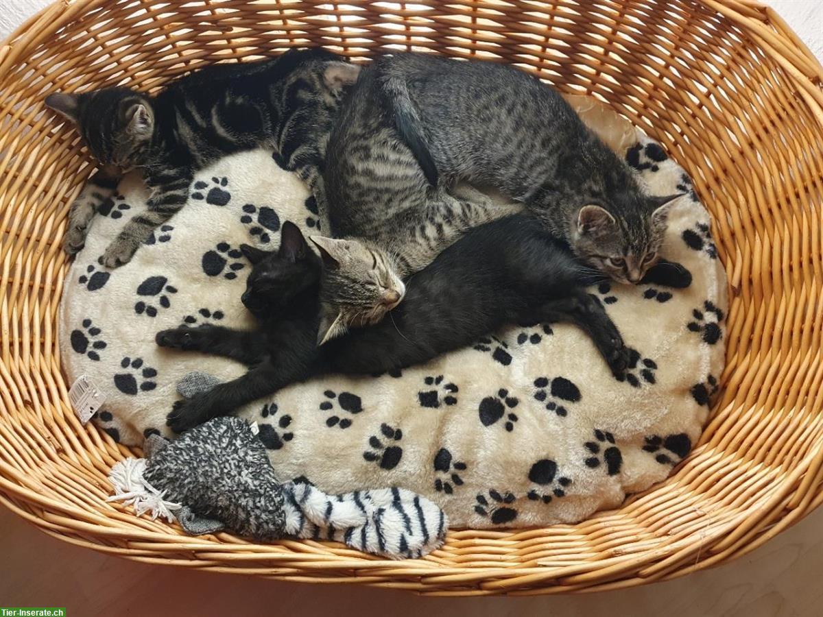 Bild 3: 2 Bengal Schwestern suchen ein liebes Zuhause
