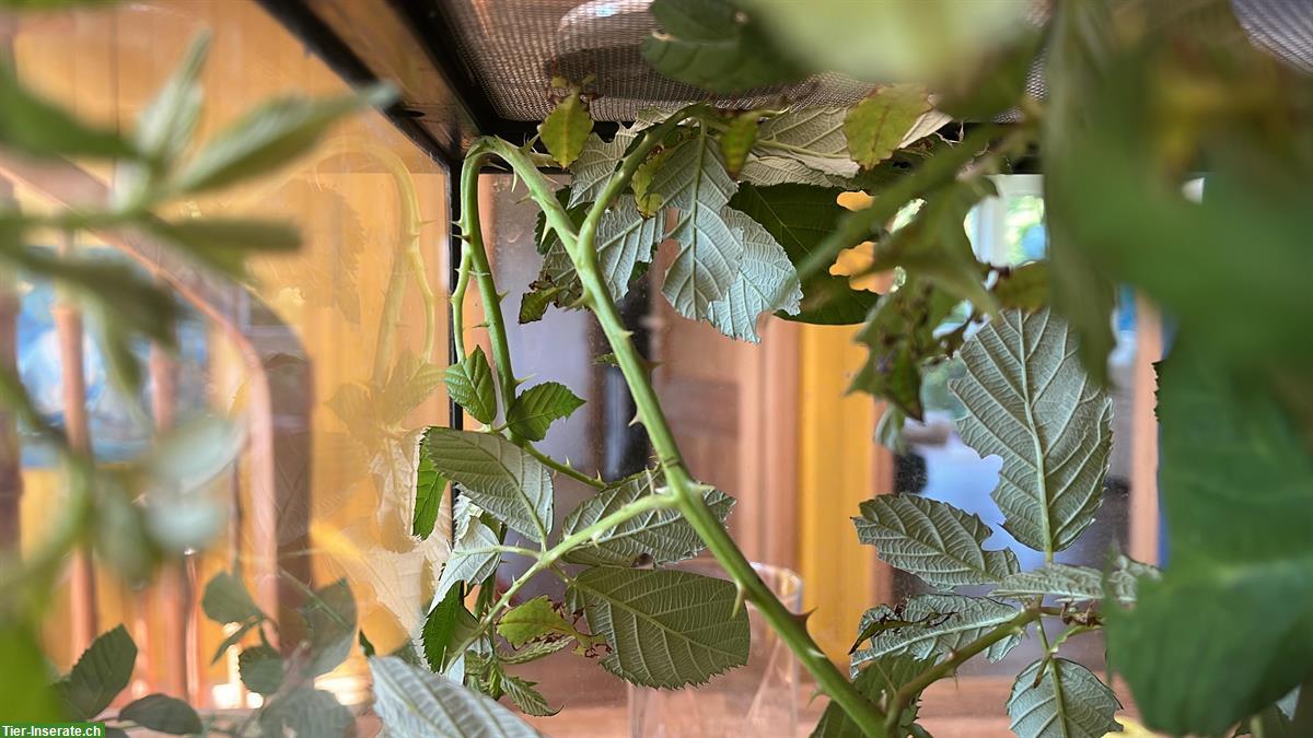Bild 4: Grosse wandelnde Blätter zu verkaufen