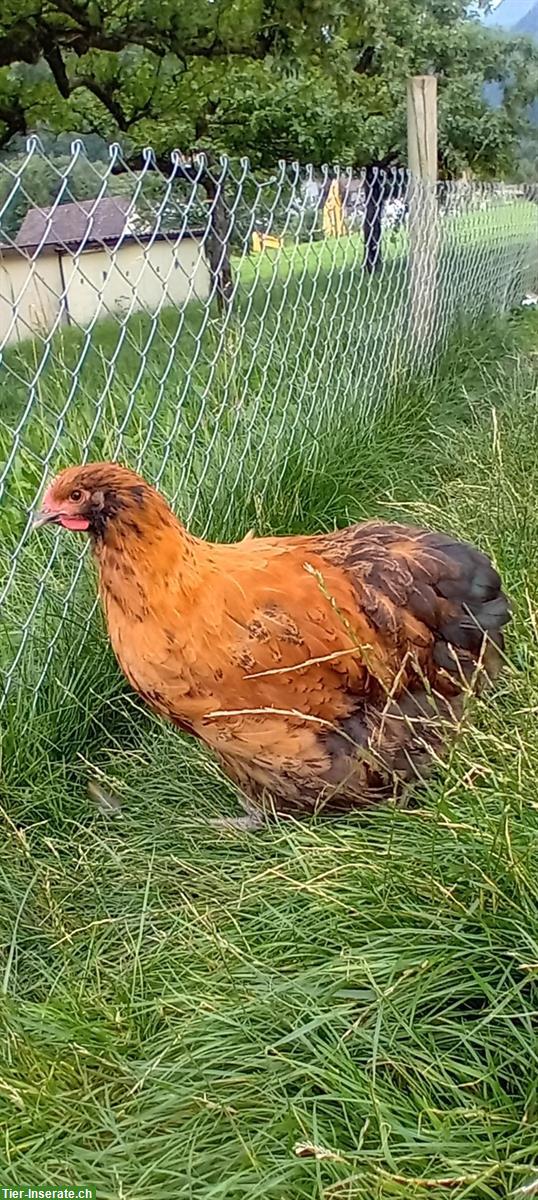 GRATIS: Handzahme Orpington Hähne (Grossrasse)