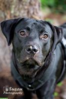 Labrador Mischlingsrüde Arno sucht sein Zuhause