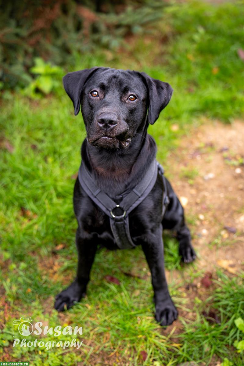 Bild 2: Labrador Mischlingsrüde Arno sucht sein Zuhause