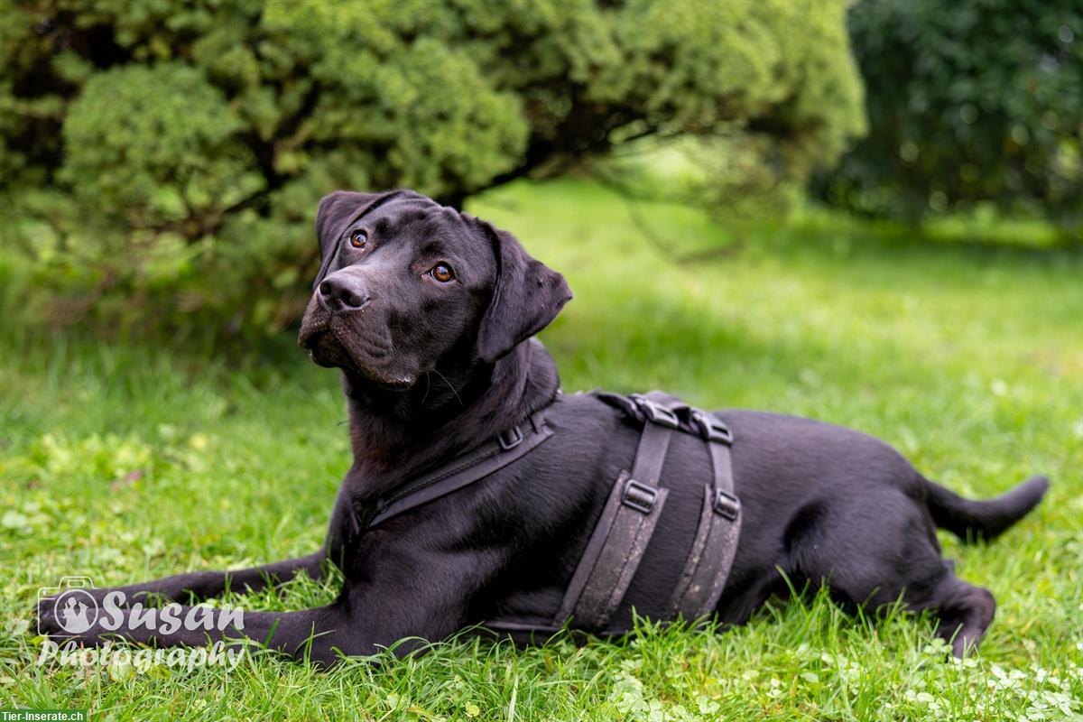 Bild 3: Labrador Mischlingsrüde Arno sucht sein Zuhause