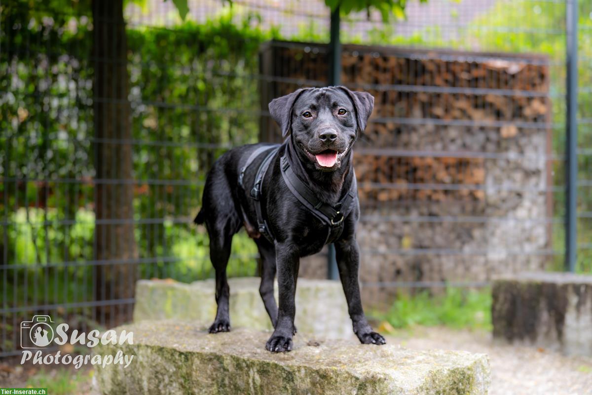 Bild 4: Labrador Mischlingsrüde Arno sucht sein Zuhause