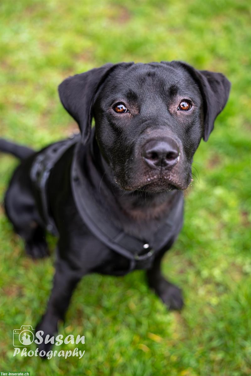 Bild 5: Labrador Mischlingsrüde Arno sucht sein Zuhause