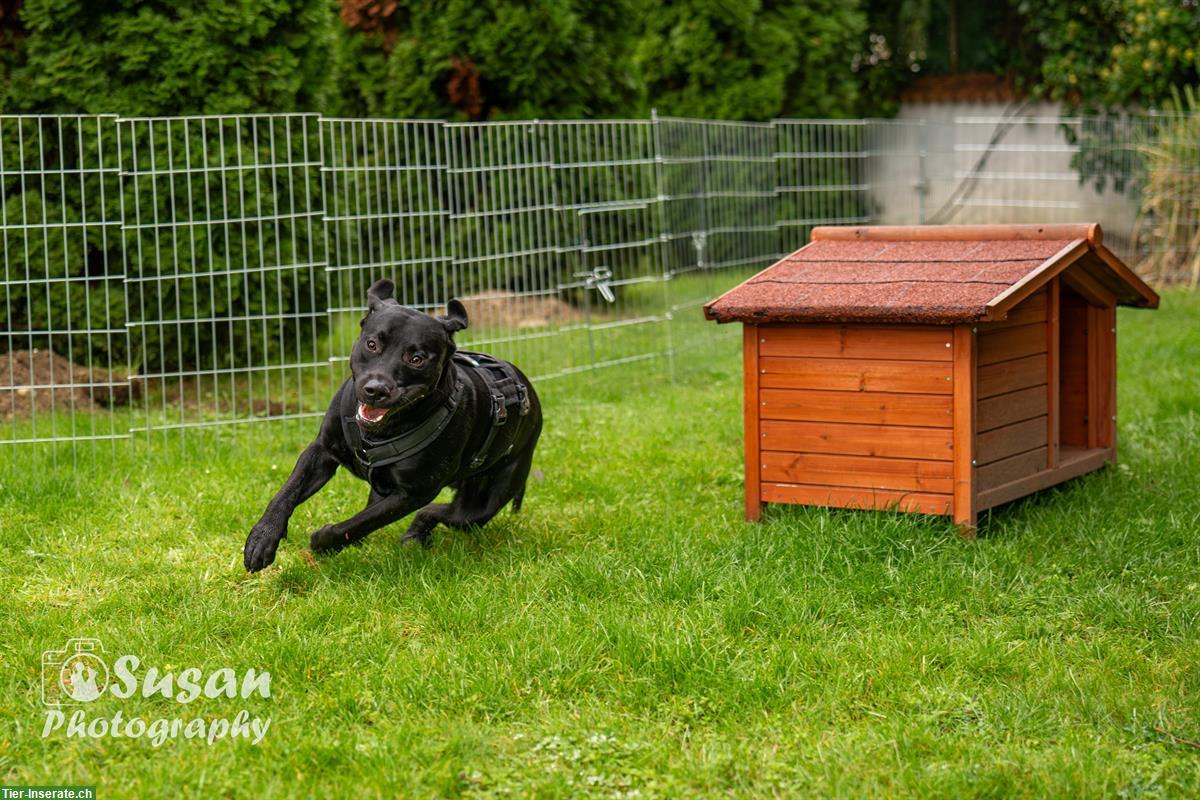 Bild 6: Labrador Mischlingsrüde Arno sucht sein Zuhause