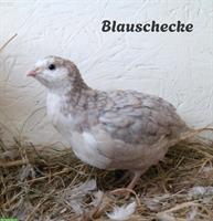 Blauschecken Wachtelhahn abzugeben