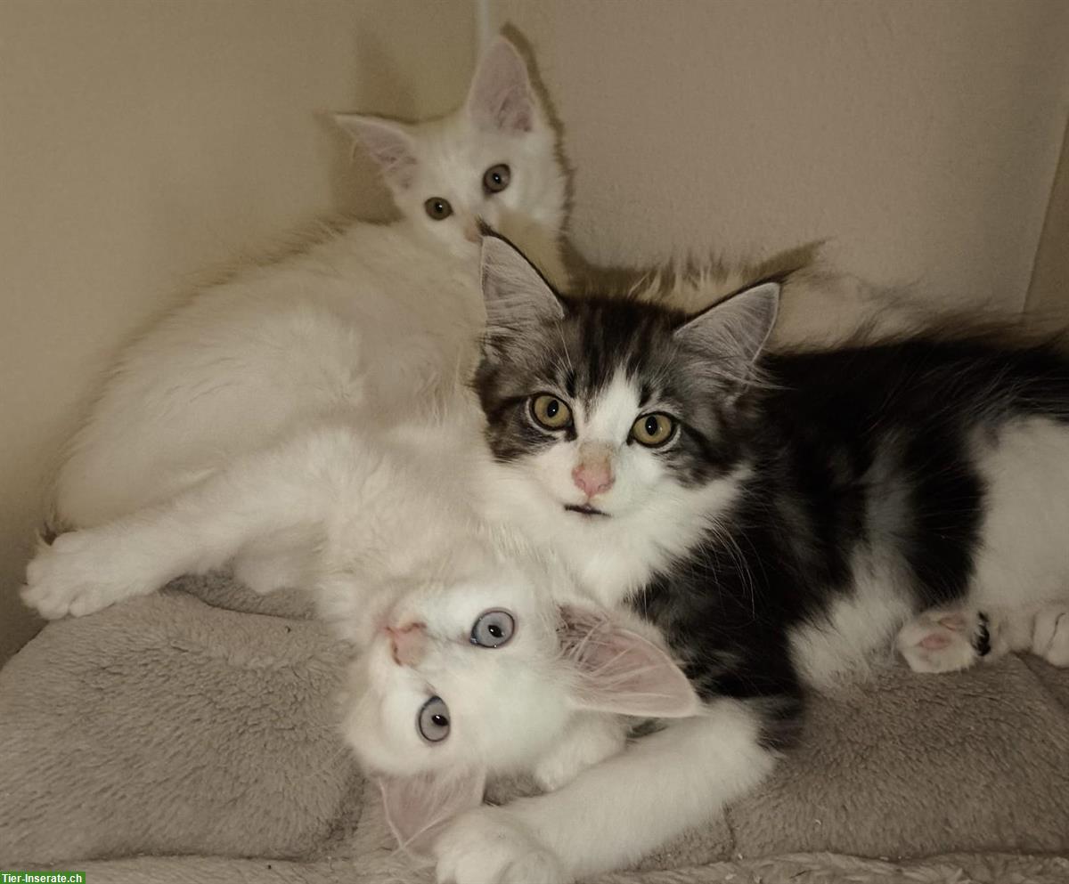 Reinrassige Maine Coon Kitten white und blue/white