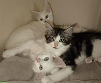 Reinrassige Maine Coon Kitten white und blue/white