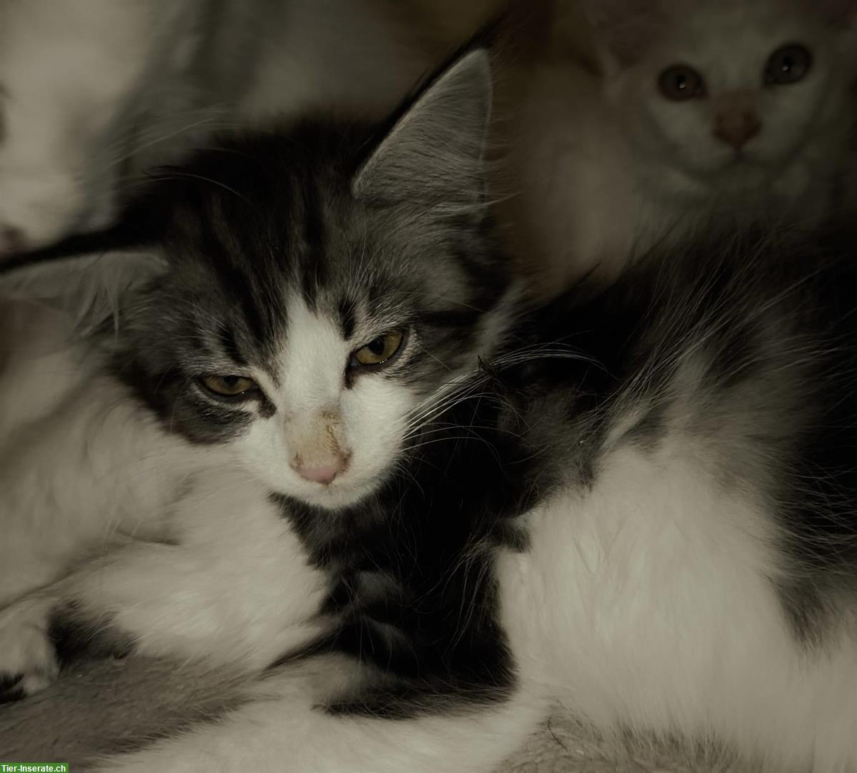 Bild 2: Reinrassige Maine Coon Kitten white und blue/white