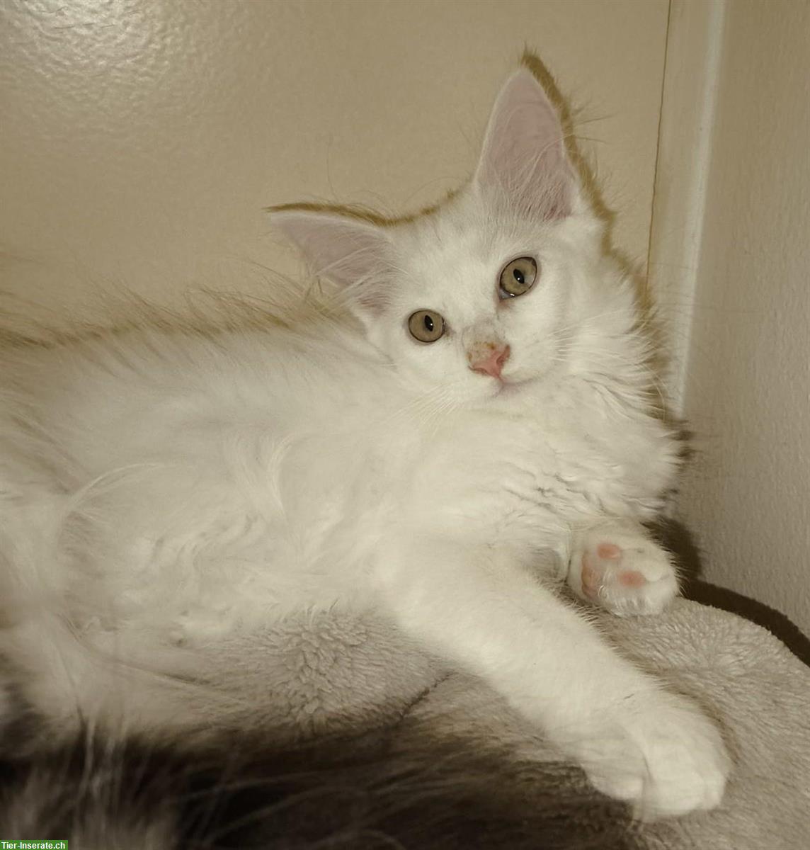 Bild 3: Reinrassige Maine Coon Kitten white und blue/white