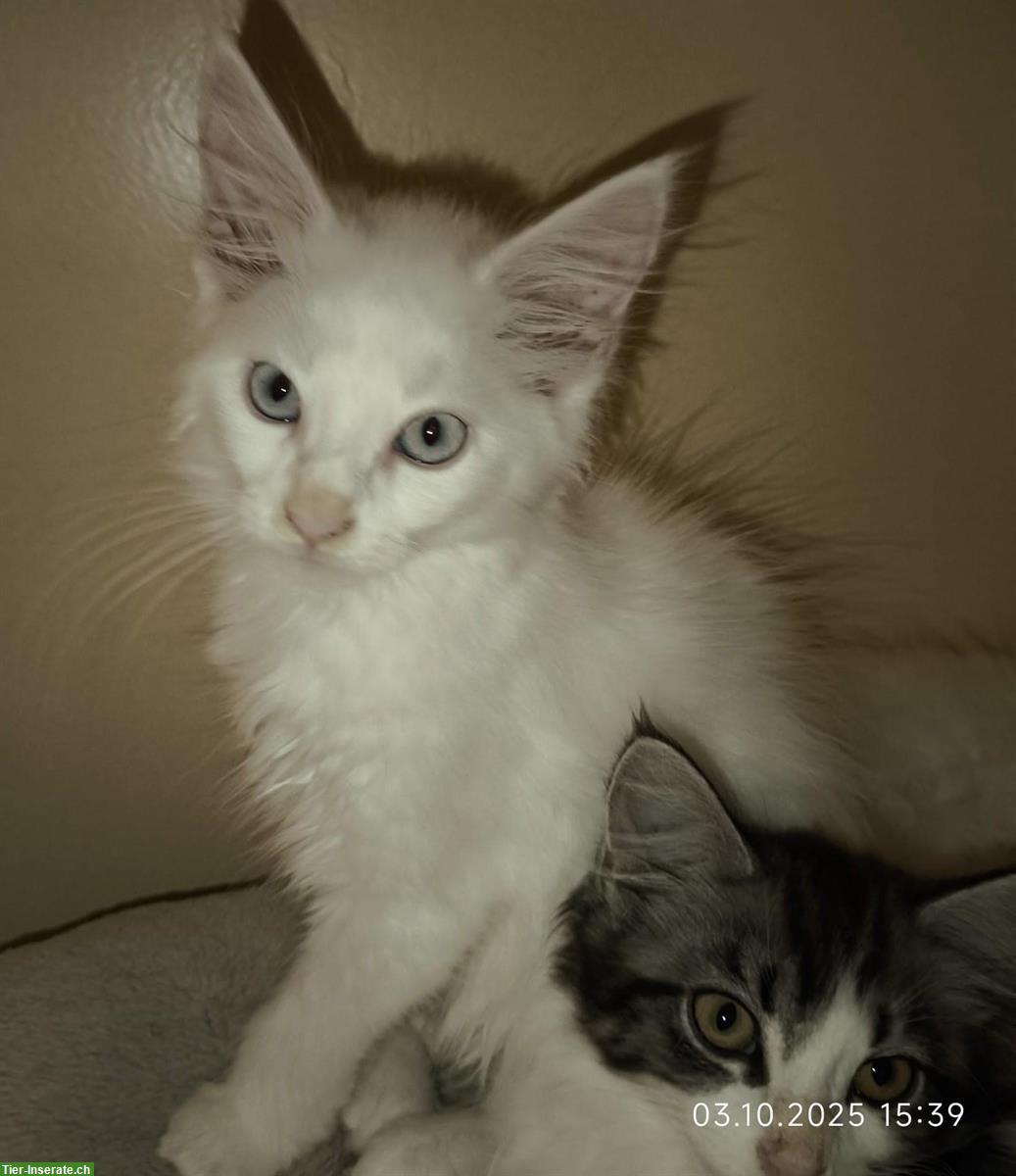 Bild 4: Reinrassige Maine Coon Kitten white und blue/white