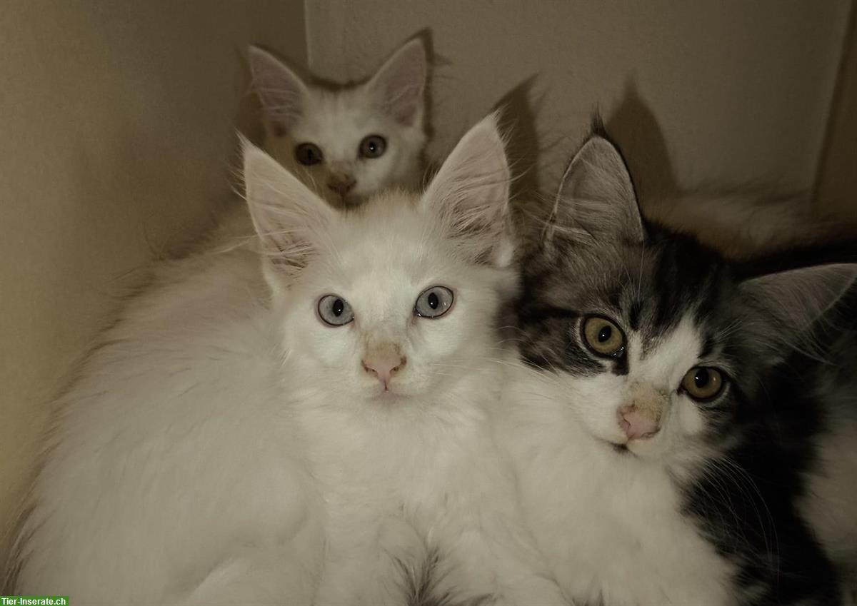 Bild 5: Reinrassige Maine Coon Kitten white und blue/white