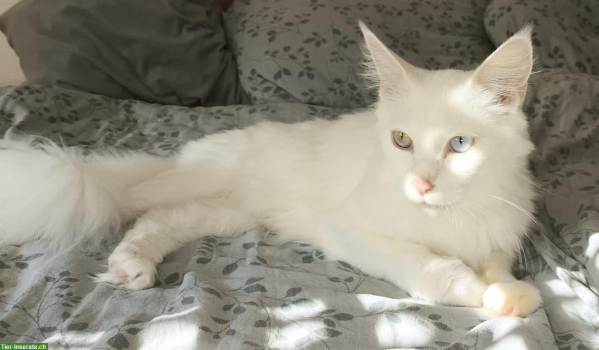 Bild 6: Reinrassige Maine Coon Kitten white und blue/white
