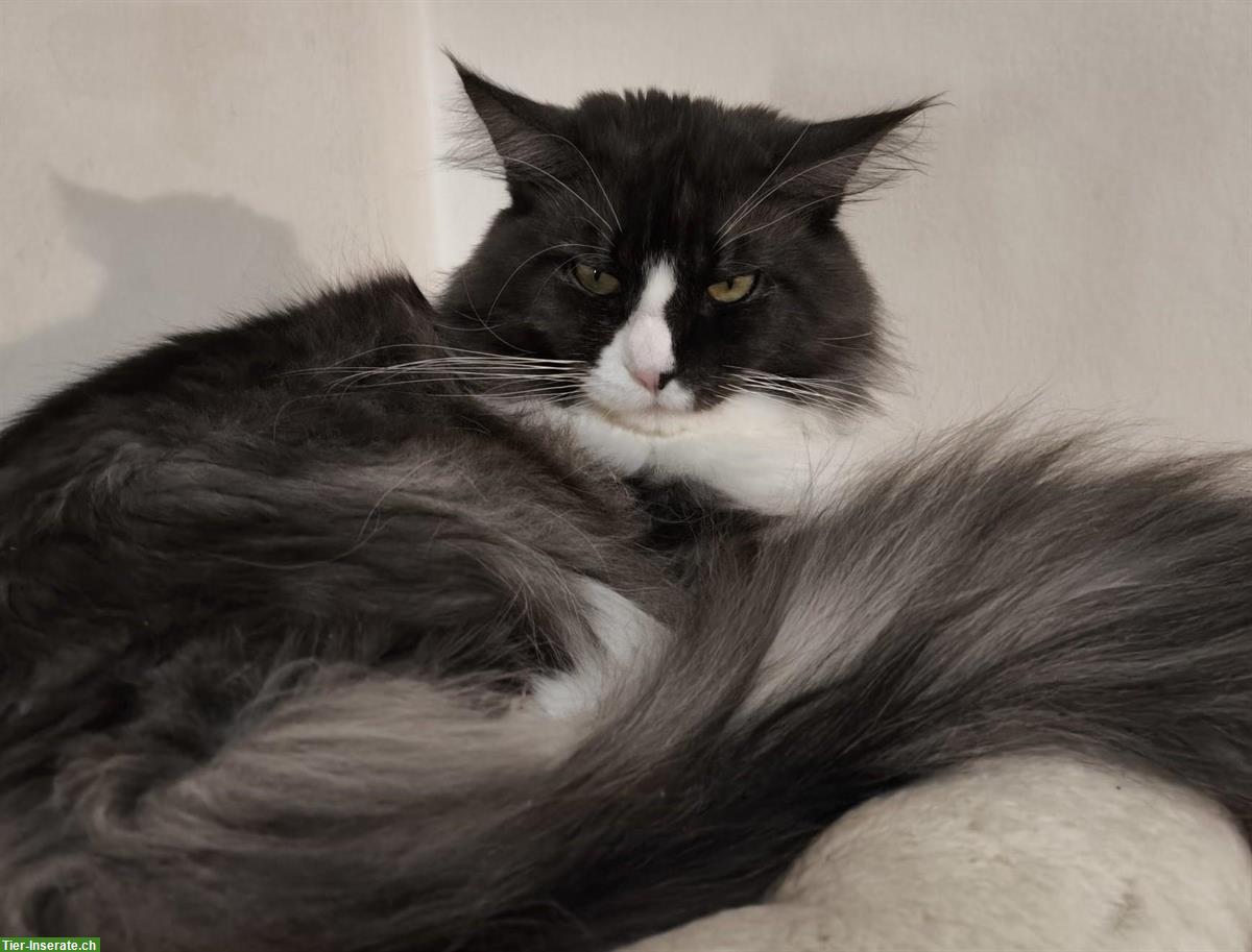 Bild 7: Reinrassige Maine Coon Kitten white und blue/white