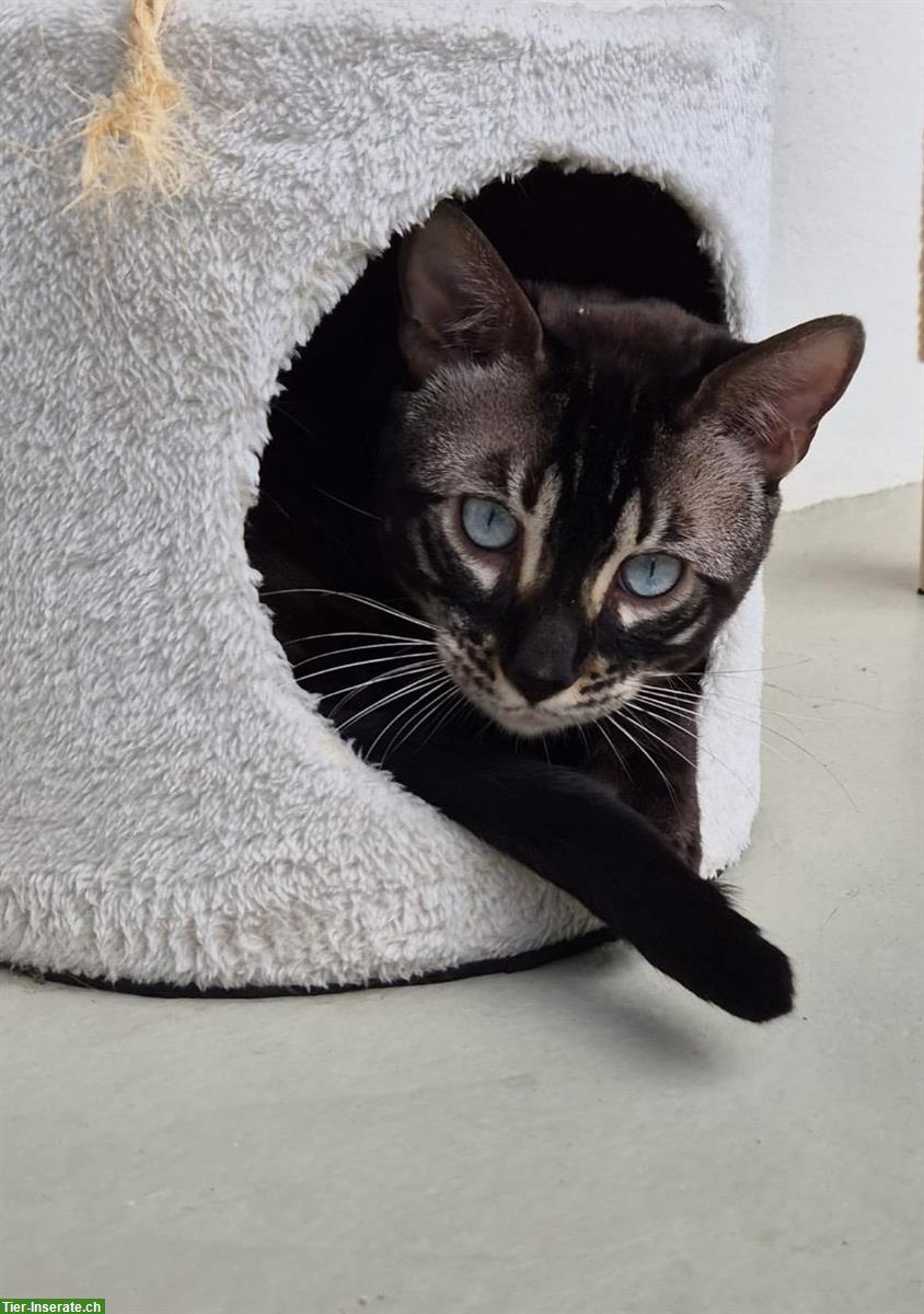 Bengal Kater kastriert sucht neues Zuhause
