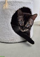 Bengal Kater kastriert sucht neues Zuhause