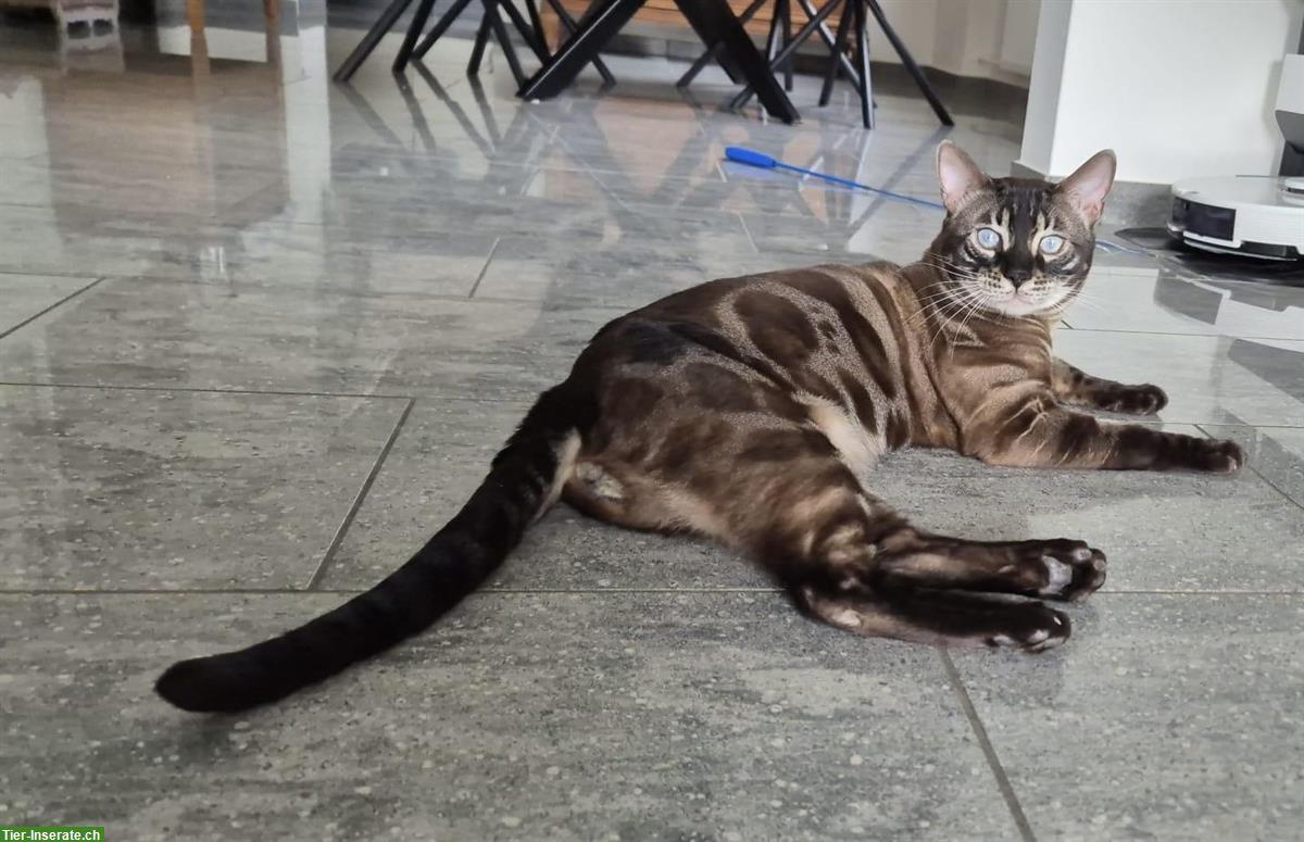 Bild 2: Bengal Kater kastriert sucht neues Zuhause