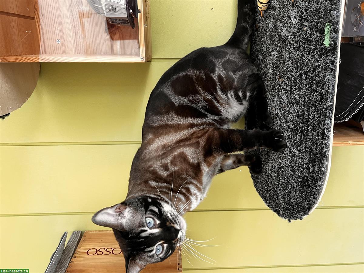 Bild 3: Bengal Kater kastriert sucht neues Zuhause