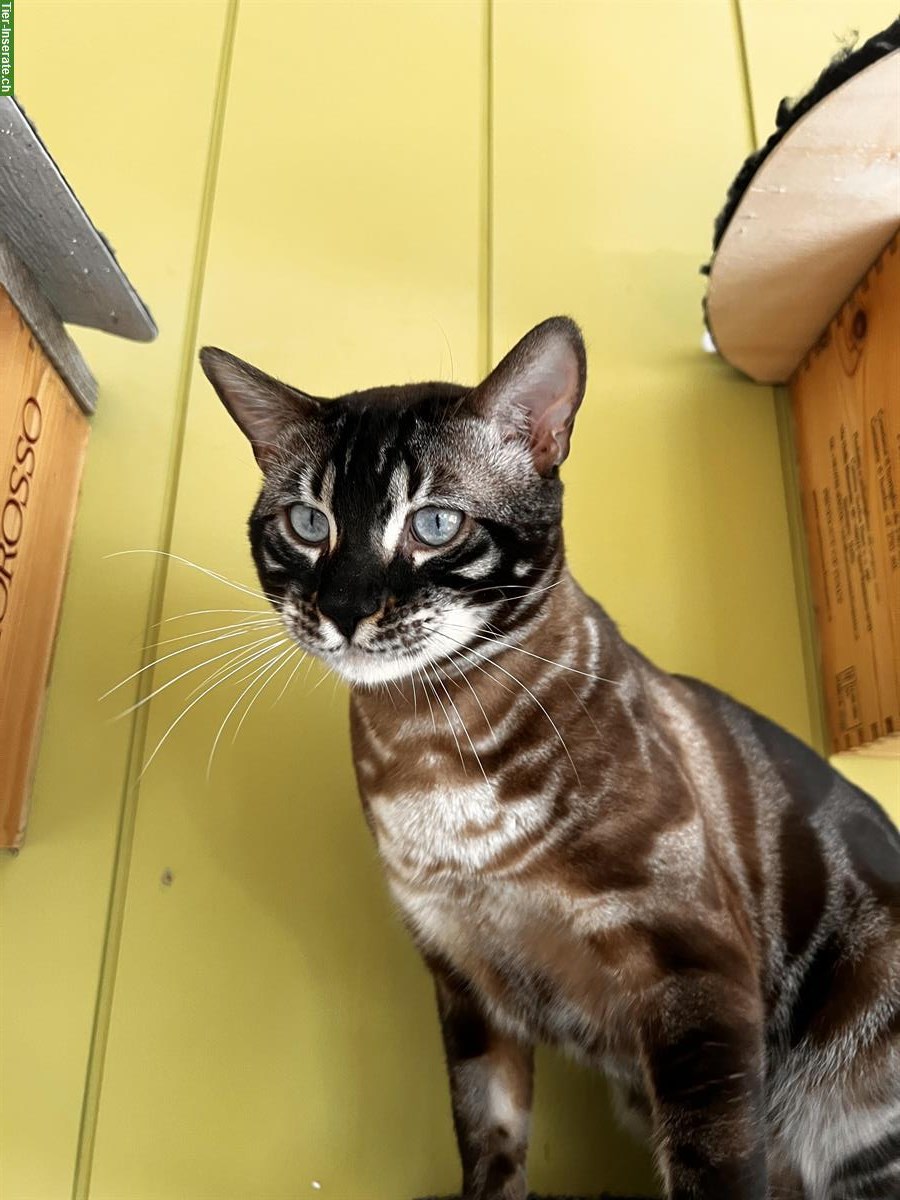 Bild 4: Bengal Kater kastriert sucht neues Zuhause