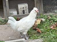 2 weisse Araucana Hähne gratis abzugeben