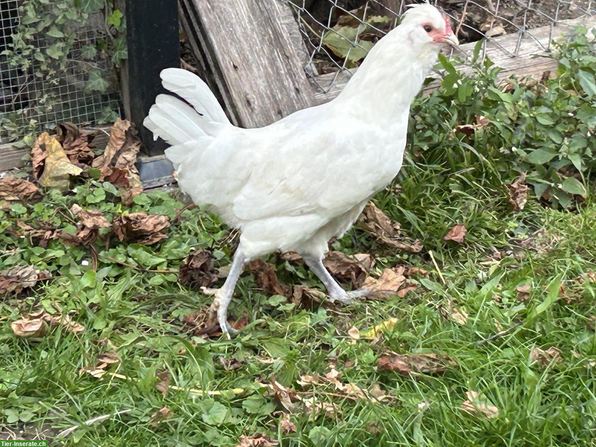 Bild 2: 2 weisse Araucana Hähne gratis abzugeben