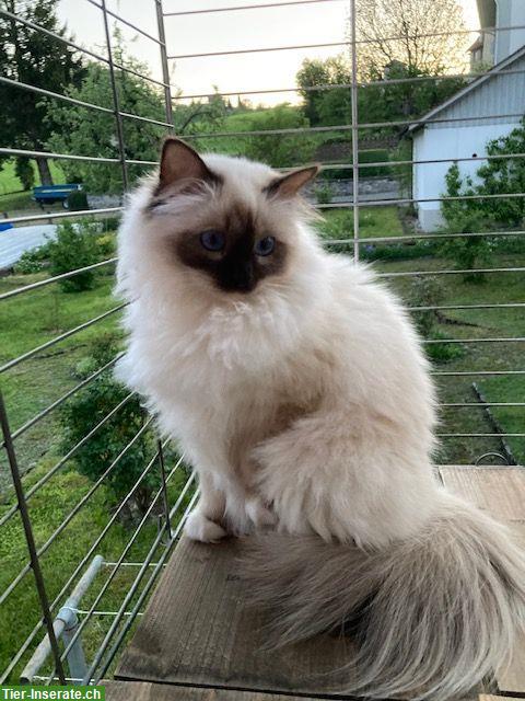 Heilige Birma Katze, Choco Point, mit Stammbaum