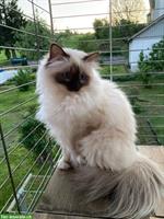 Heilige Birma Katze, Choco Point, mit Stammbaum
