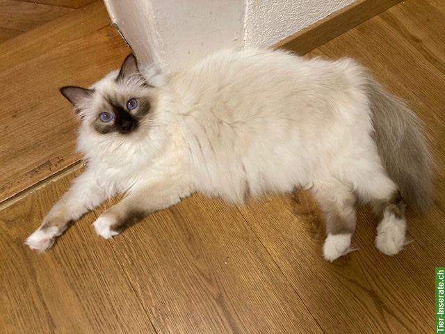 Bild 2: Heilige Birma Katze, Choco Point, mit Stammbaum