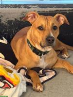 2.5-jährige AmStaff Mix Hündin zu vermitteln