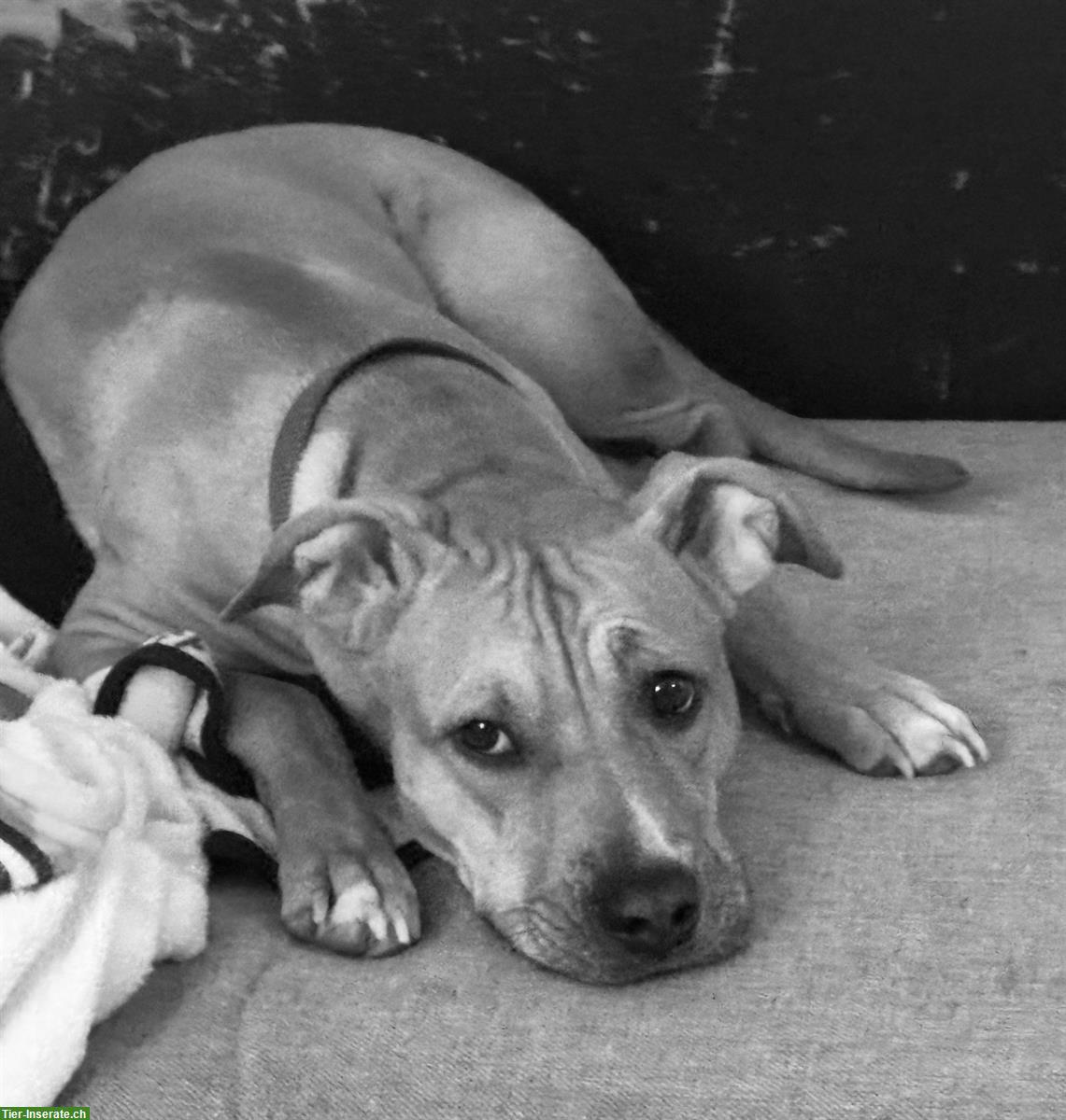 Bild 2: 2.5-jährige AmStaff Mix Hündin zu vermitteln