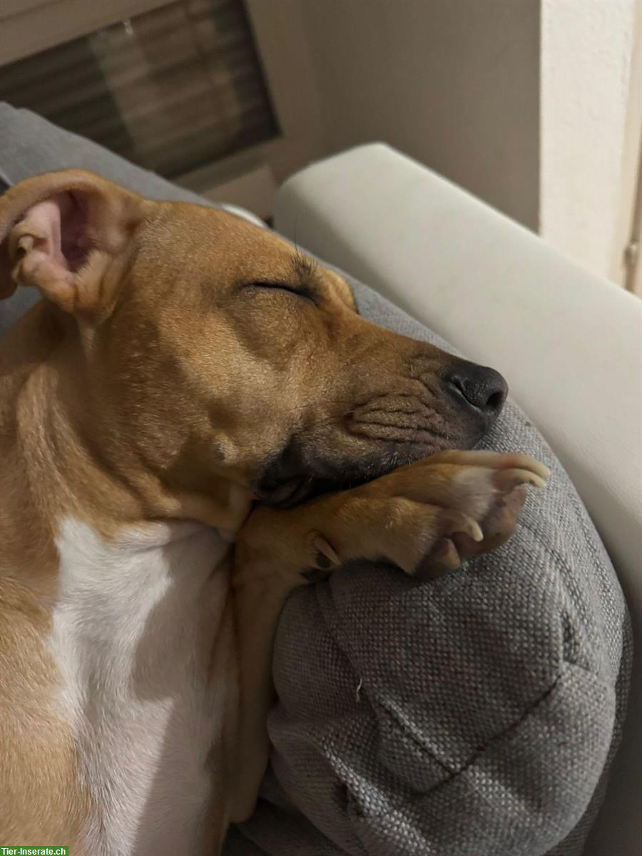 Bild 3: 2.5-jährige AmStaff Mix Hündin zu vermitteln