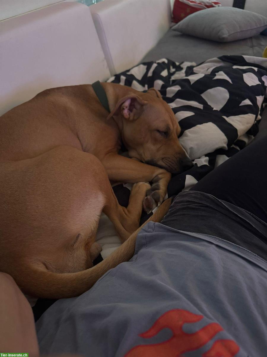 Bild 4: 2.5-jährige AmStaff Mix Hündin zu vermitteln