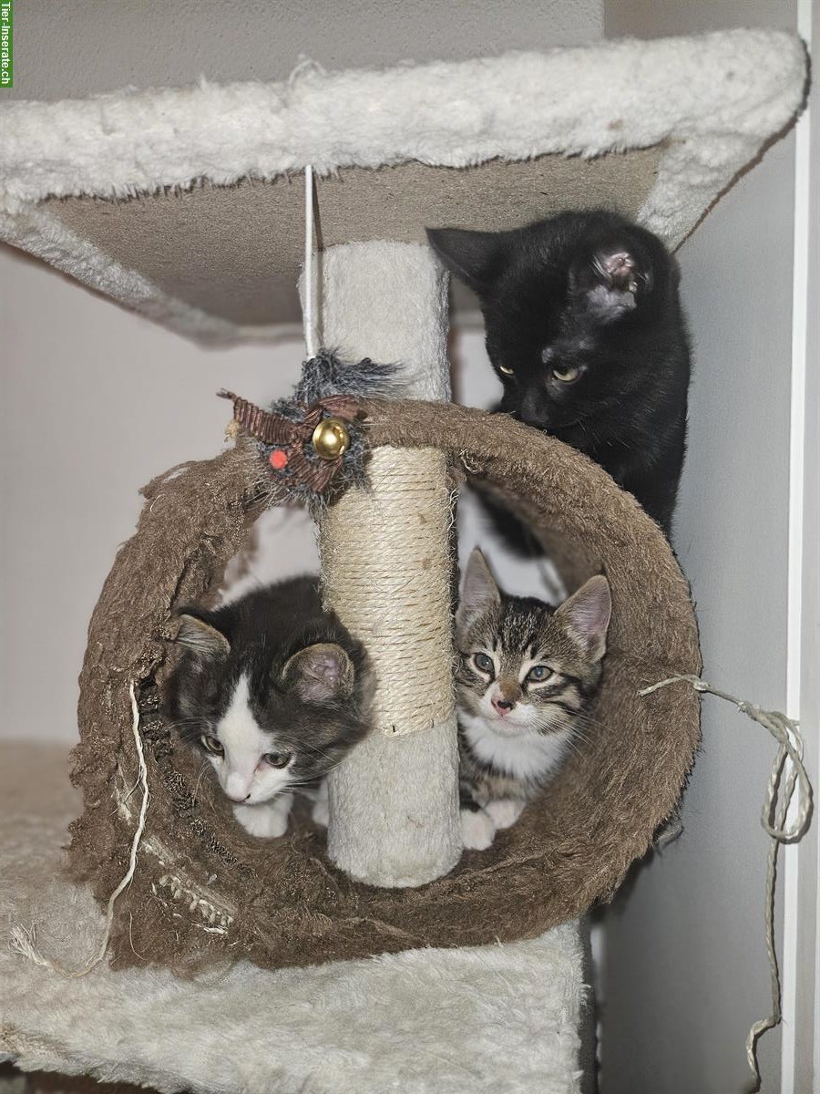 Bauernhof Kätzchen suchen neues Zuhause