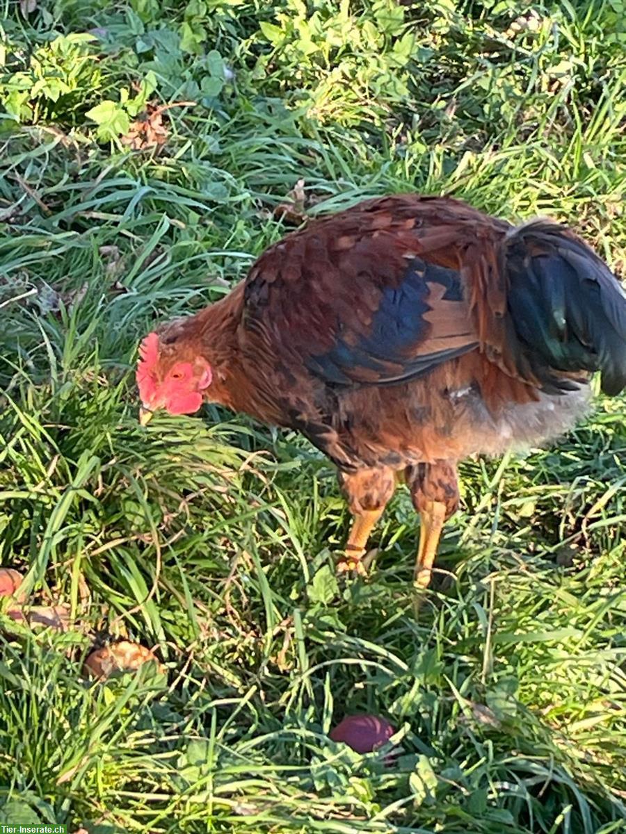 Hübscher Junghahn aus Naturbrut
