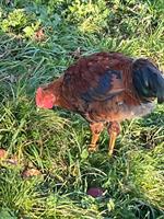 Hübscher Junghahn aus Naturbrut