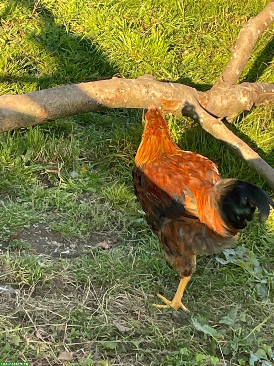 Bild 2: Hübscher Junghahn aus Naturbrut
